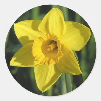 Beautiful Daffodil Classic Round Sticker