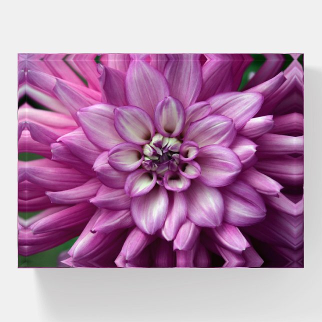 Beautiful dahlia   paperweight (Front)