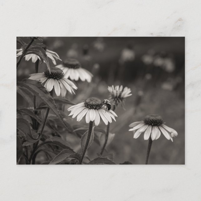 Beautiful daisy flowers fine art photography. postcard (Front)
