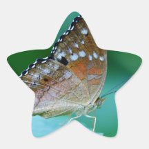 Beautiful Danaus Plexippus Butterfly on Leaf.