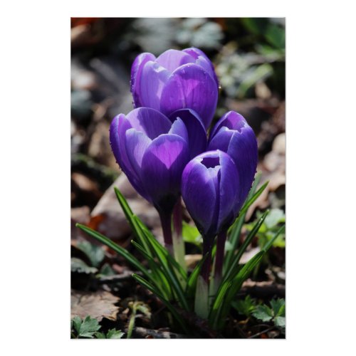 Beautiful Deep Purple Spring Crocus Flowers Poster
