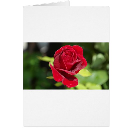 Beautiful Deep Red Rose (Front)