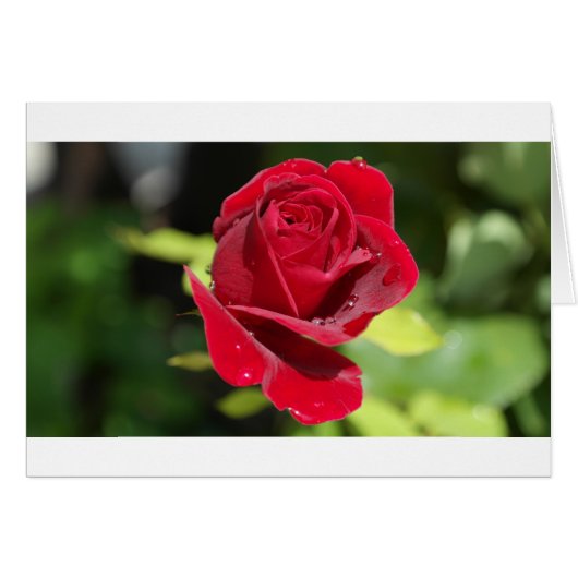 Beautiful Deep Red Rose Cards (Front Horizontal)