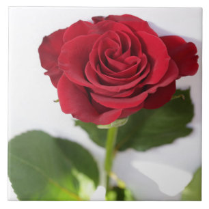 Beautiful Deep Red Rose Flower Floral Ceramic Tile