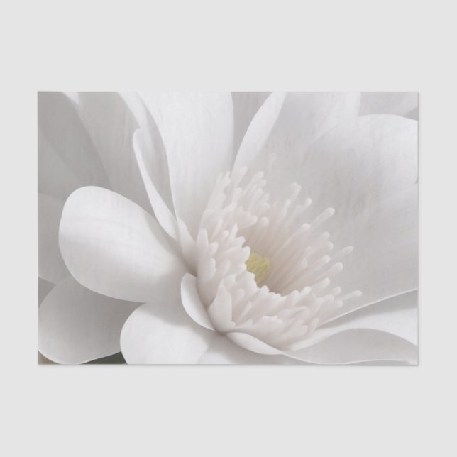 Beautiful Delicate White Flower Tissue Paper (Front)