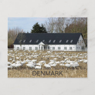 Beautiful Denmark Swans Postcard! Postcard