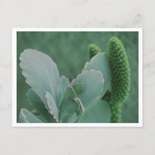 Beautiful Desert Plant Art Photograph Postcard