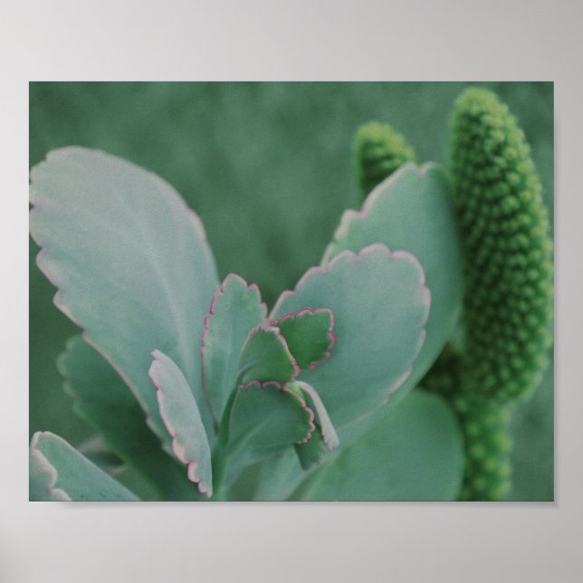 Beautiful Desert Plant Art Photograph Poster (Front)