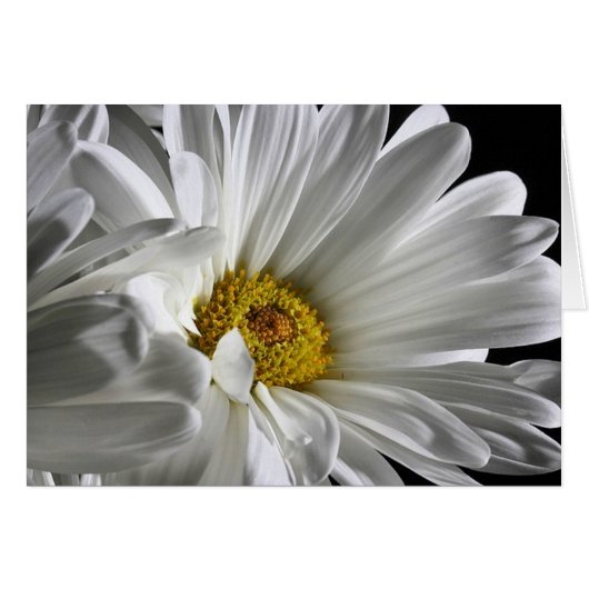 Beautiful Detailed Daisy Cards (Front Horizontal)