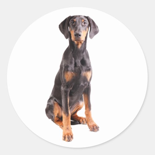 beautiful doberman pinscher classic round sticker