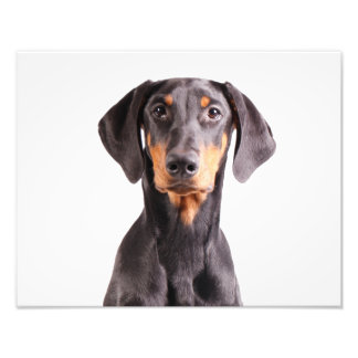 Beautiful doberman pinscher photo print