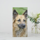 Beautiful Dog (Standing Front)