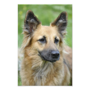 Beautiful Dog Photo Print