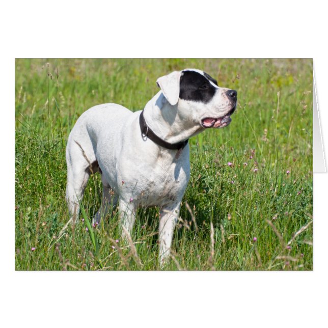 Beautiful Dogo Argentino Cards (Front Horizontal)