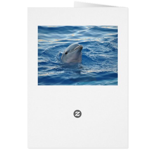 Beautiful Dolphin (Back)