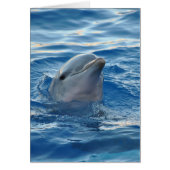 Beautiful Dolphin (Front)