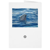 Beautiful Dolphin Cards (Back)