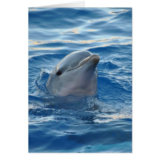 Beautiful Dolphin Cards (Front)
