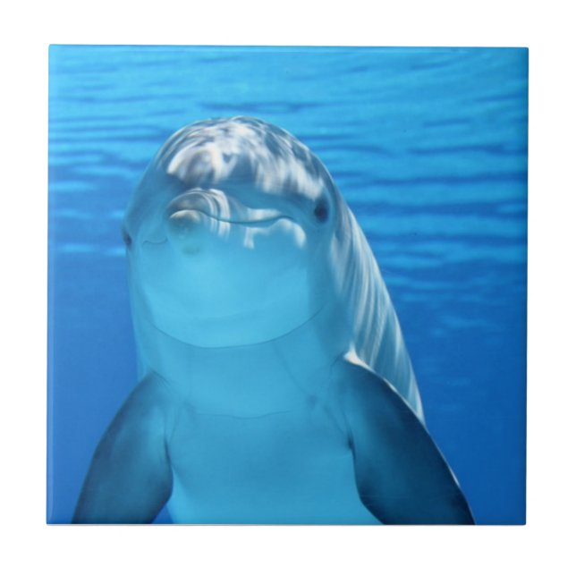 Beautiful dolphin ceramic tile (Front)