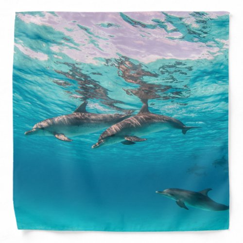 Beautiful Dolphin Fish Sea Creature Ocean Marine Bandana