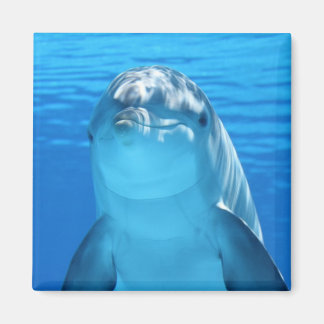 Beautiful dolphin magnet