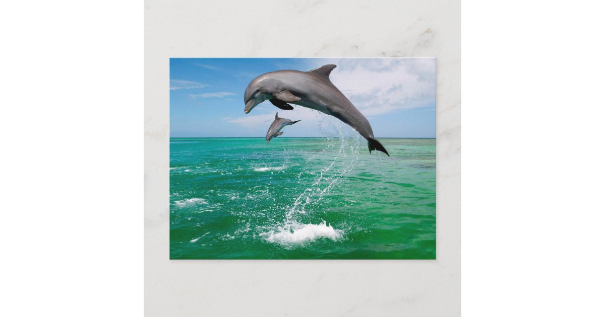 Beautiful Dolphins Postcard | Zazzle