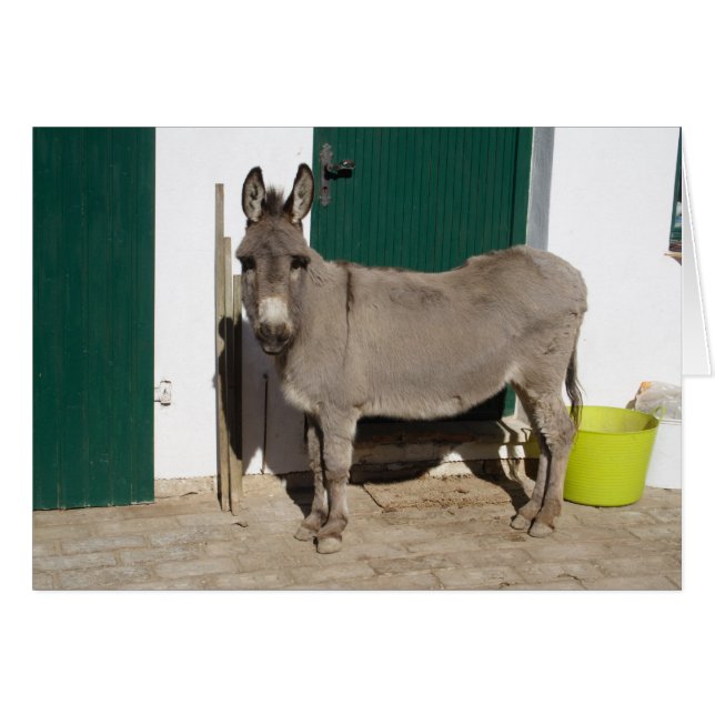 Beautiful Donkey Cards (Front Horizontal)