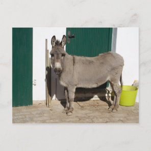 Beautiful Donkey Postcard