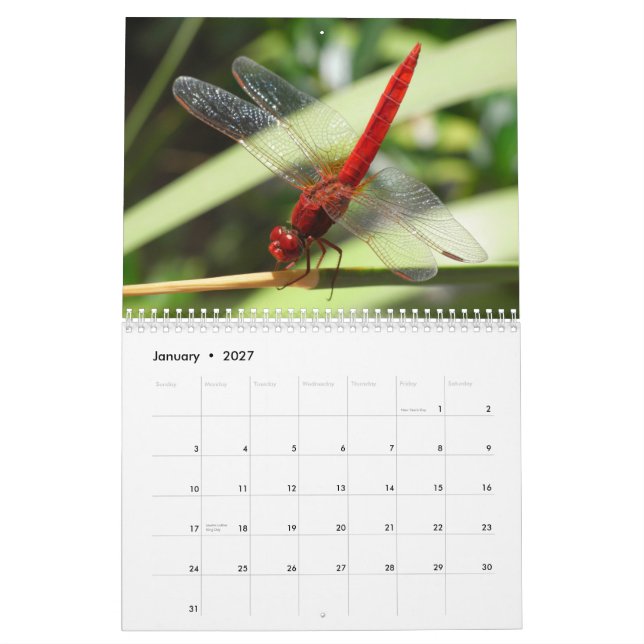 Beautiful Dragonflies Calendar (Jan 2027)