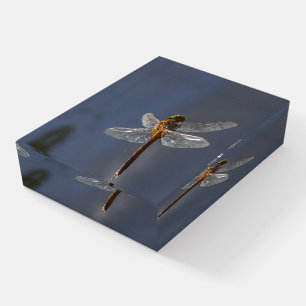 Beautiful Dragonfly Close-Up Over Water Paperweight