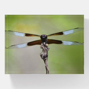 Beautiful Dragonfly Close Up Paperweight