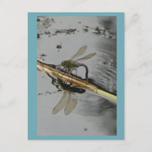 Beautiful Dragonfly on Water DIY Postcard