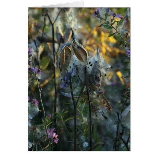 Beautiful Dreamer (Front)