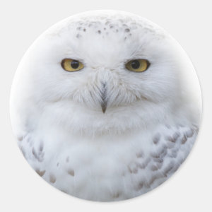 Beautiful, Dreamy and Serene Snowy Owl Classic Round Sticker