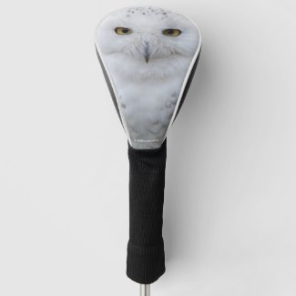 Beautiful, Dreamy and Serene Snowy Owl