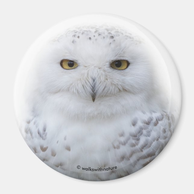 Beautiful, Dreamy and Serene Snowy Owl Magnet (Front)