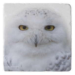 Beautiful, Dreamy and Serene Snowy Owl Trivet