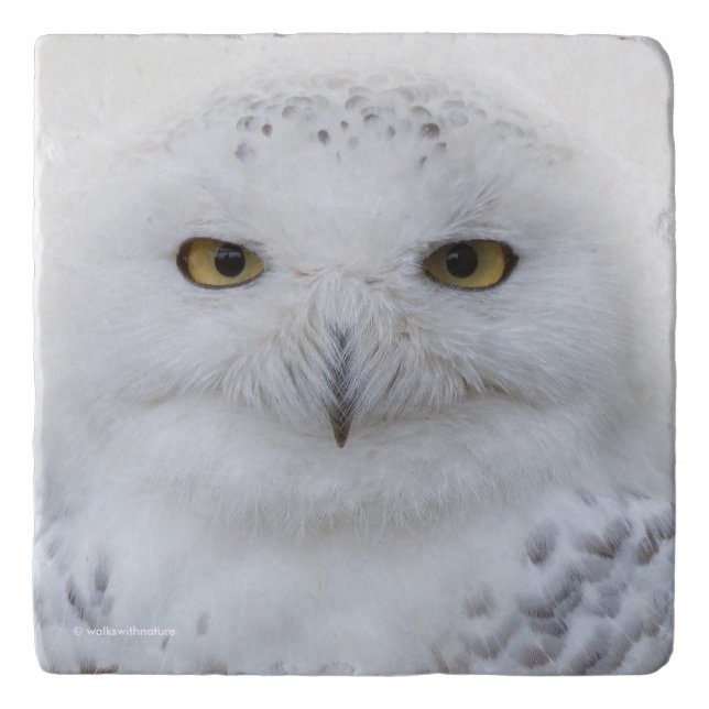 Beautiful, Dreamy and Serene Snowy Owl Trivet (Front)