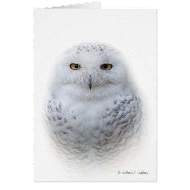 Beautiful Dreamy Serene Snowy Owl Greeting Card (Front)