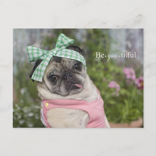 Beautiful dressed up Chinese pug image Postcard (Front)