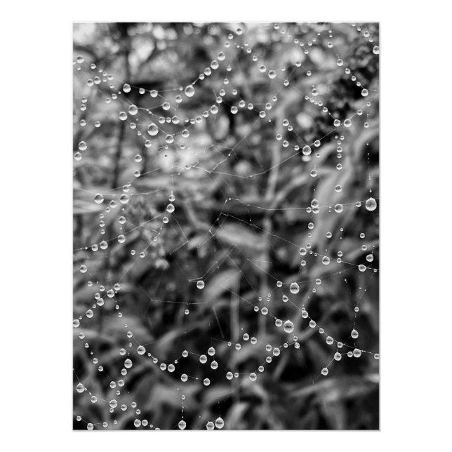 Beautiful drops on spiderweb threads poster (Front)