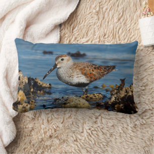 Beautiful Dunlin Sandpiper at the Spring Beach Lumbar Pillow