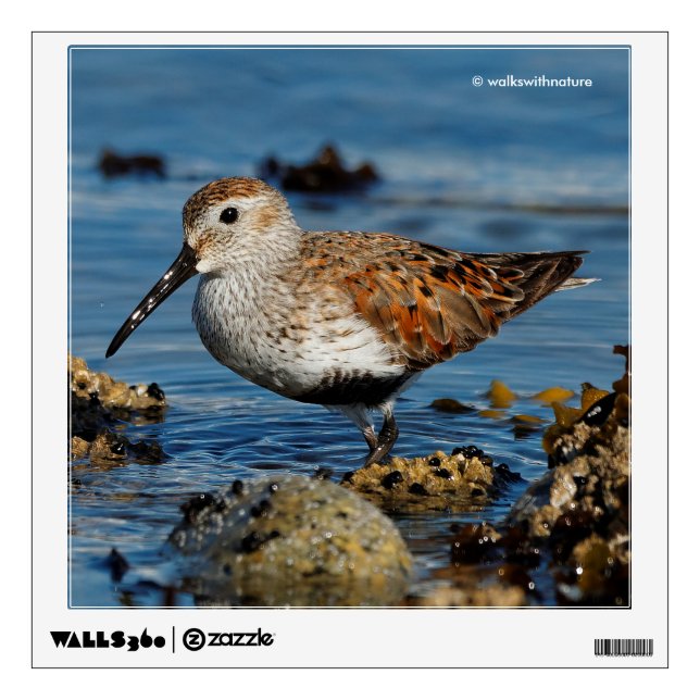 Beautiful Dunlin Sandpiper Goes Solo on the Beach Wall Decal (Front)