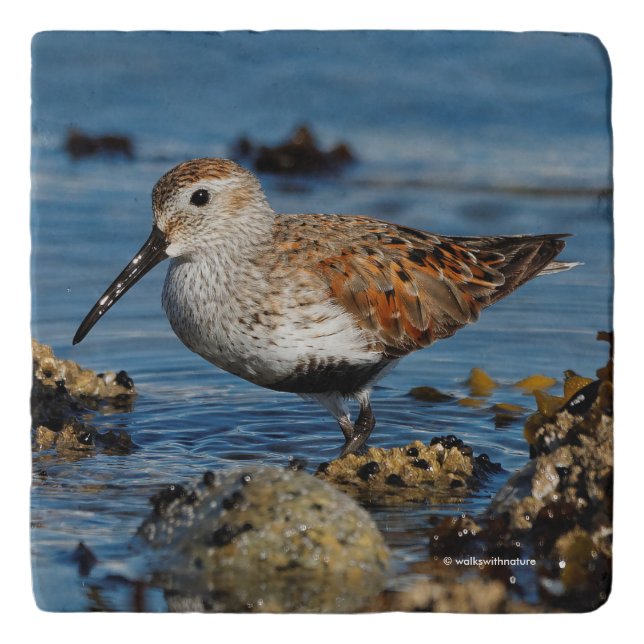 Beautiful Dunlin Shorebird at the Beach Trivet (Front)