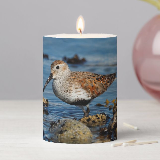 Beautiful Dunlin Shorebird Sandpiper on the Beach Pillar Candle (In Situ)