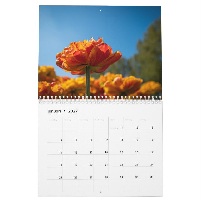 Beautiful Dutch Tulips Calendar (Jan 2027)