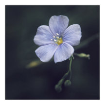 Beautiful Elegant Blue Flax Daisy Flower