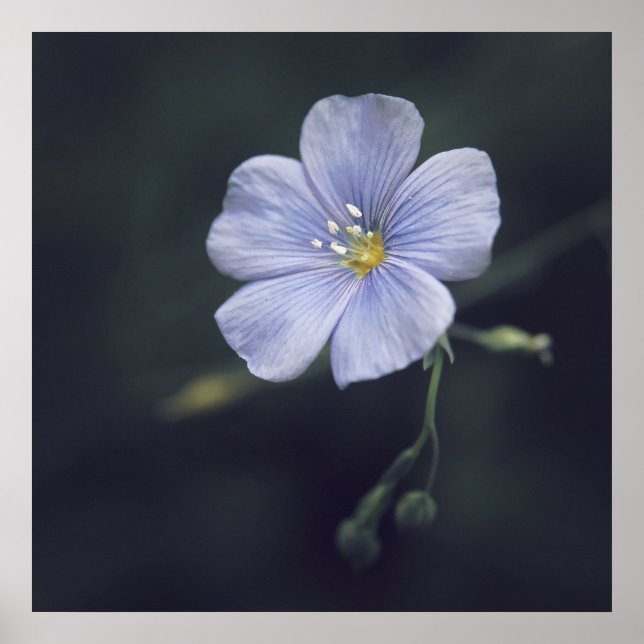 Beautiful Elegant Blue Flax Daisy Flower Poster (Front)