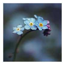 Beautiful Elegant Blue Forget-me-not Flowers