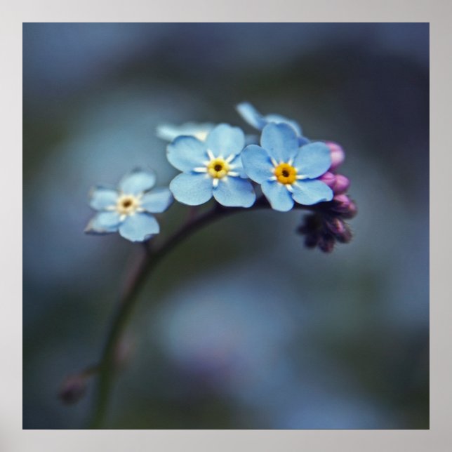 Beautiful Elegant Blue Forget-me-not Flowers Poster (Front)